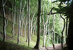 Rügen Wald